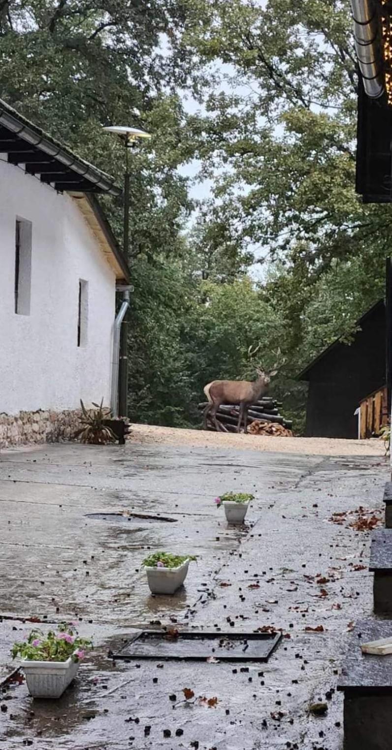 Déjá Vu Szállás&Rendezvény Zirc Kültér fotó